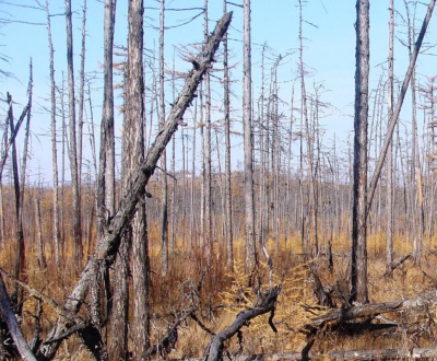 Что стоит учитывать при выборе леса на корню?